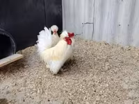 Chickens — 照片 1