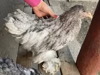 Brahma — photo 2