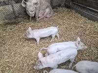 Sow, Pigs — photo 2