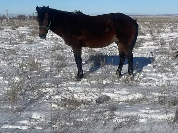 Koń, Kazakh horse