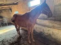 At, Horse breed — foto 2