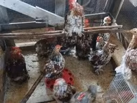 Chickens — foto 2