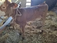 母牛, Cattle — 照片 1