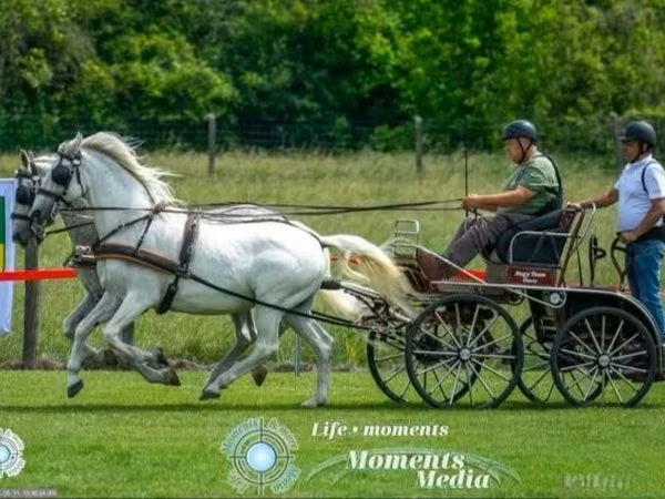 母马, Lipizzaner