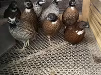 Guinea fowl — Foto 2