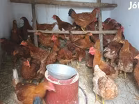 Chickens — 1. fotó