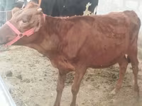 गाय, Red Estonian cattle — फ़ोटो 3