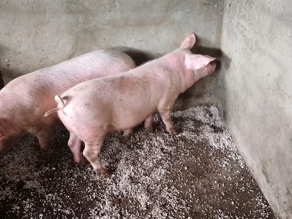 Boar, Крупная белая