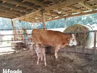 بقرة, Simmental cattle — الصورة 2