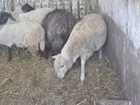 母羊, Ile-de-France sheep — 照片 6