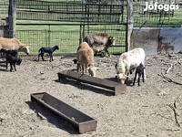 Juhok (tétel, nem megadva), Cameroon sheep — 3. fotó