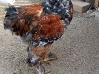 Brahma — Foto 4