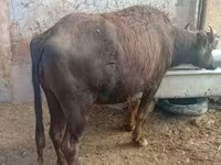 Cow, African Buffalo — photo 3