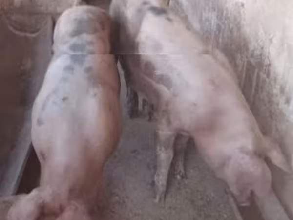 Truie, Porcs — Hongrie