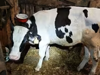 Bull, Holstein breed — photo 2