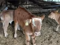 Toro, Ganado vacuno — foto 2