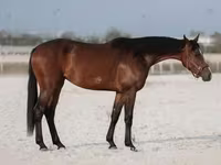 Klisna, Manipuri pony — foto 2