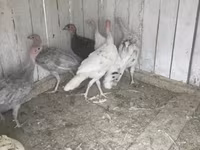 Turkeys — Foto 3