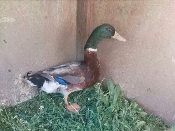 Ducks — Magyarország