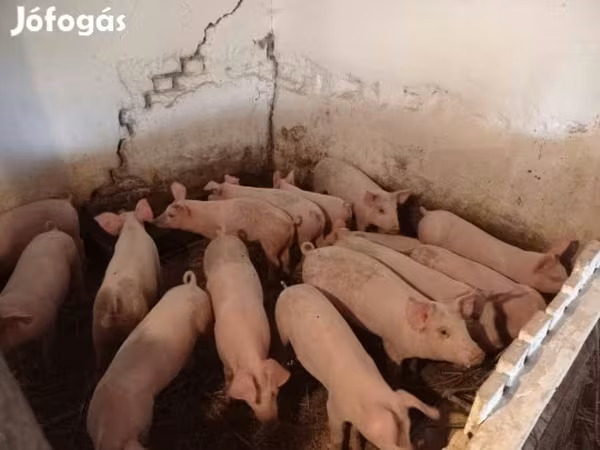 Sow, Pigs — Hungary