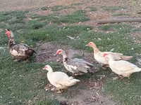 Ducks — zdjęcie 2