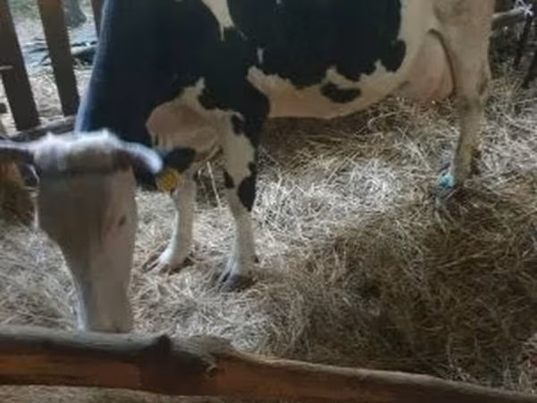 गाय, Russian Black pied cattle