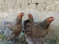 Brahma — Foto 4