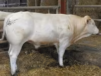 Bika, Blonde d’Aquitane cattle — 5. fotó