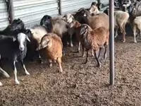 Carneiro, Adal sheep — foto 3