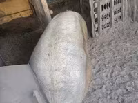 公猪, Pigs — 照片 3