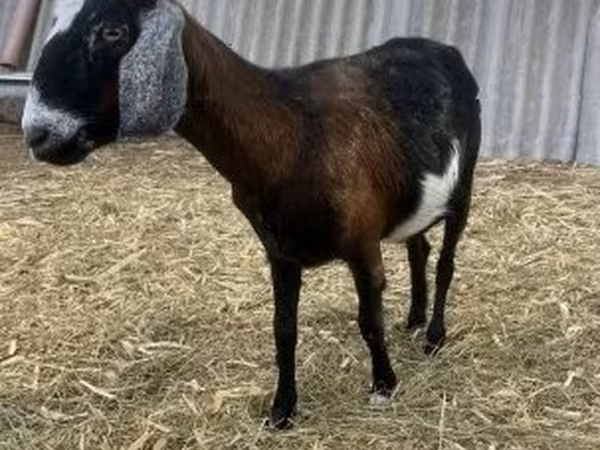 公山羊, Alpine goat