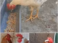 Chickens — الصورة 3