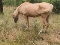 Kanca, Lovak — 1. fotó