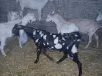 Cabro, Beetal goats — foto 6