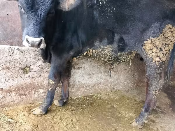 Býk, Russian Black pied cattle