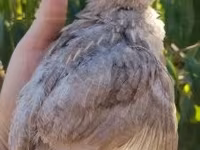 Quails — الصورة 6