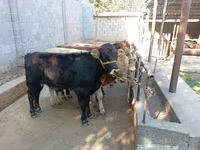 Bulle, Swiss cattle — Foto 5