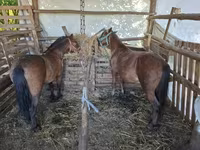 公马, Horses — 照片 3