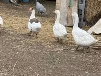 Geese — الصورة 2