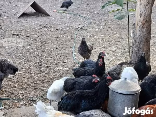 Australorp