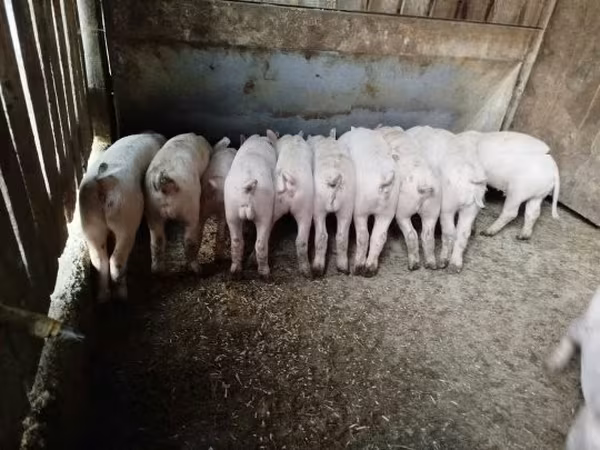 Schweine (Partie, Geschlecht nicht angegeben), Schweine — Ungarn
