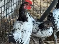 Chickens — zdjęcie 5