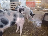 母猪, Pigs — 照片 3