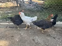 Ameraucana — zdjęcie 5