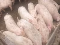 公猪, Pigs — 照片 4