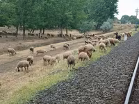 公羊, Sheep — 照片 2