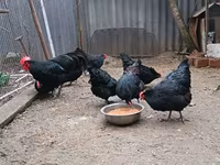 Australorp — 8. fotó