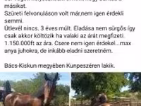 Cheval, Chevaux — photo 8