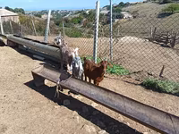 公山羊, Goats — 照片 4