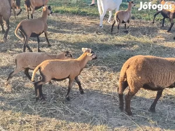 كبش, Cameroon sheep